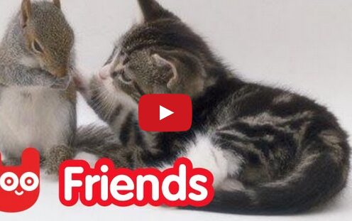 அணிலுக்கு பாலூட்டும் பூனை வீடியோ Cat Adopts Baby Squirrels அணிலுக்கு பாலூட்டும் பூனை வீடியோ Cat Adopts Baby Squirrels