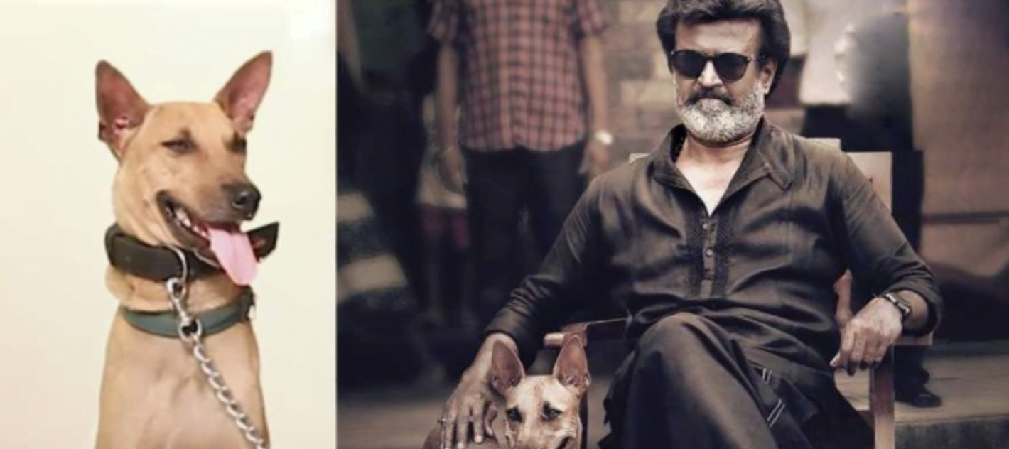 ரஜினியுடன் நடித்த தெரு நாயின் மதிப்பு இத்தனை கோடியா? ரஜினியுடன் நடித்த தெரு நாயின் மதிப்பு இத்தனை கோடியா?