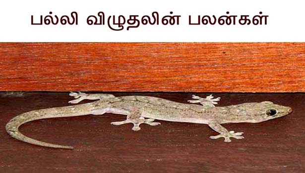பல்லி விழுதலின் பலன்கள் Benefits-of-falls-lizard_thinatamilF