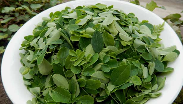முருங்கை கீரையின் 5 மகத்துவங்கள்
