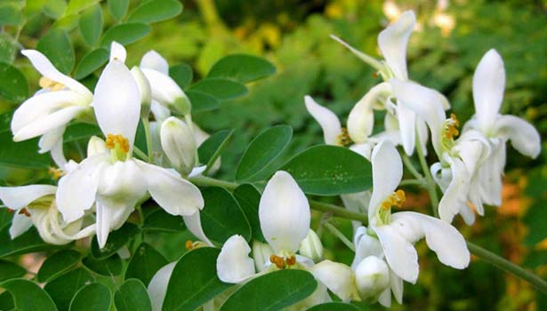 முருங்கை கீரையின் 5 மகத்துவங்கள் 2 flower. thinatamil |