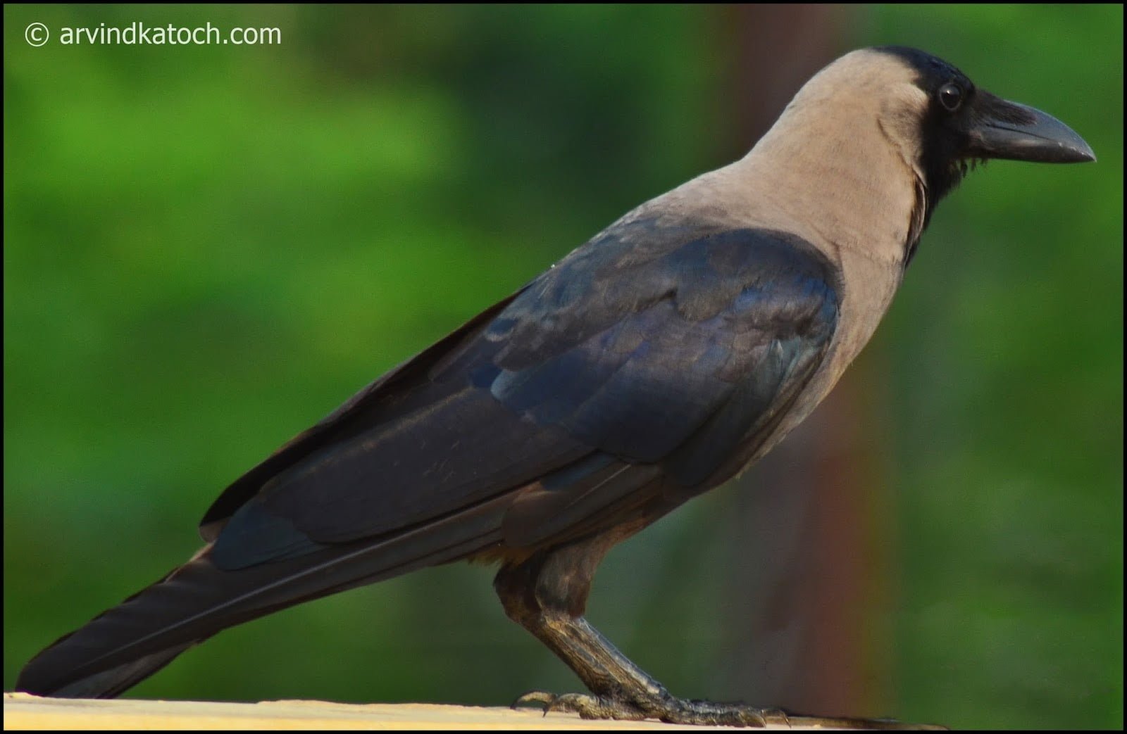 அகால மரணத்தைக் கூட முன்கூட்டியே காட்டிக்கொடுக்கும் காகம்!.. உங்களுக்குத் தெரியாத பல ரசியங்கள் இதோ அகால மரணத்தைக் கூட முன்கூட்டியே காட்டிக்கொடுக்கும் காகம்!.. உங்களுக்குத் தெரியாத பல ரசியங்கள் இதோ