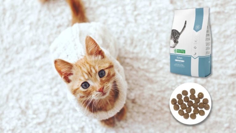 can-cattens-eat-sweets-thinatamil