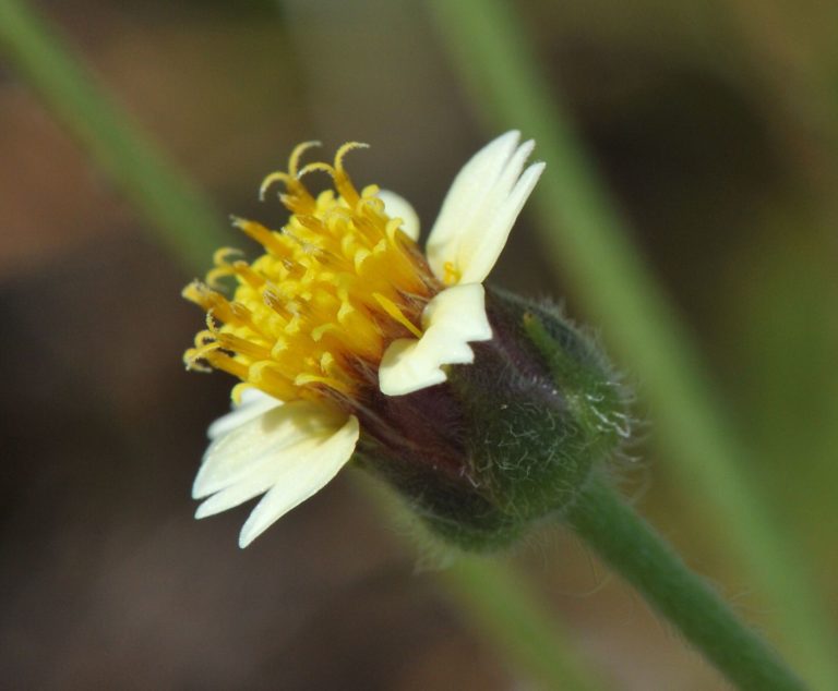 Mookuthi-poo-plant-nature-medicine-thinatamil