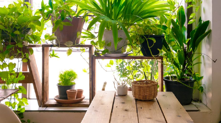 green-plants-thinatamil.jpg