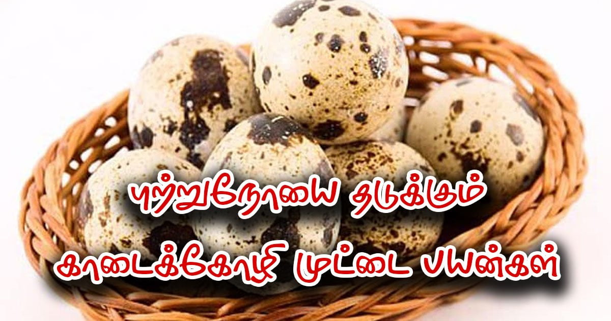 புற்றுநோயை தடுக்கும் காடைக்கோழி முட்டை பயன்கள் – அனைவரும் அறிய வேண்டியது kaadai-koli-muddai-cancer