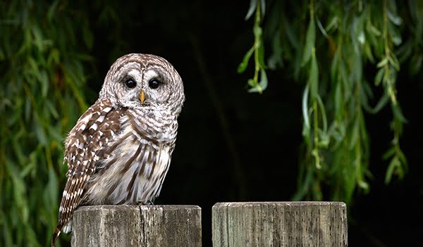 மங்கலான வெளிச்சத்திலும் தெளிவாகப் பார்க்கும் ஆந்தை! owl-eyes-power-thinatamil