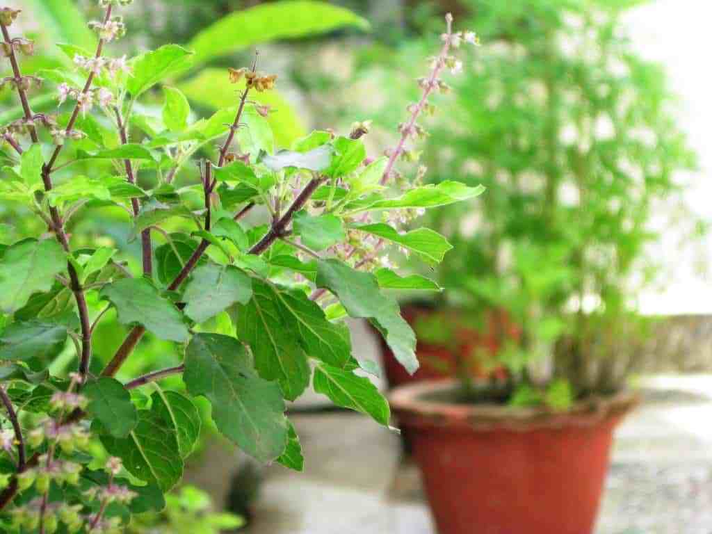 நம் முன்னோர்கள் துளசியை வணங்கியது ஏன் தெரியுமா? எண்ணற்ற நன்மைகளாம் TULSI-PLANT-for-home-thinatamil