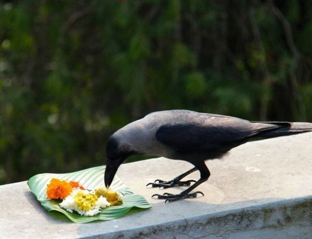 தினசரி வைக்கும் சாதத்தை எடுக்க வரும் காகம், அமாவாசை திதியிலும், முன்னோர்களை வழிபடும் தினத்திலும், சாதத்தை எடுக்க வரவே மாட்டேங்குதா? இதற்கு என்னதான் காரணம். crow-feeding-thinatamil
