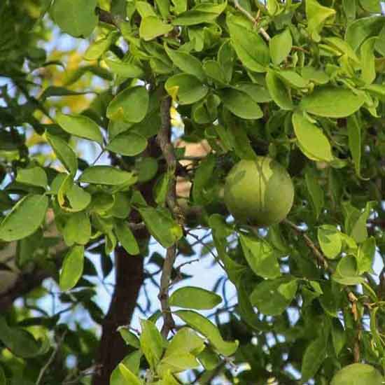 வீட்டில் வில்வ மரம் வளர்த்தால், நல்லதா? கெட்டதா? என்ற குழப்பத்திற்கு சரியான தீர்வு உங்களுக்காக! வில்வ மரம்