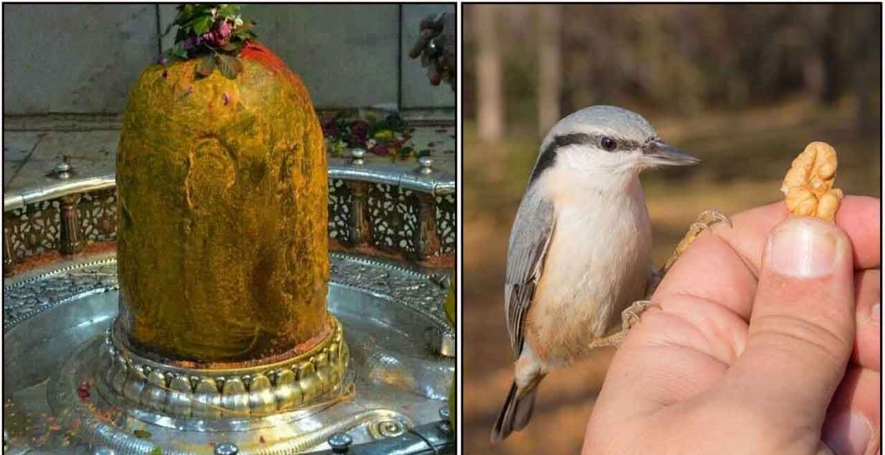 பூர்வ ஜென்மத்தில் நாம் செய்த பாவ கணக்குகள் கூட, இந்த ஜென்மத்தில் புண்ணியமாக மாறும். பறவைகளுக்கு இப்படி உணவு வைத்தால்! poorva-jenma-paavam-neenga-thinatamil