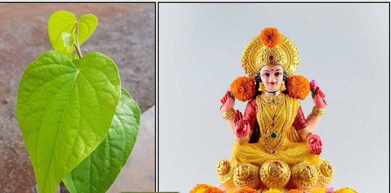 வெள்ளிக்கிழமை, வெற்றிலையில் இந்த 5 பொருட்களை வைத்து மகாலட்சுமி வழிபாடு செய்பவர்களுக்கு வெற்றி நிச்சயம். தோல்வியை துரத்தி அடிக்க சுலபமான வழிபாடு. vetrilai-lakshmi-thinatamil