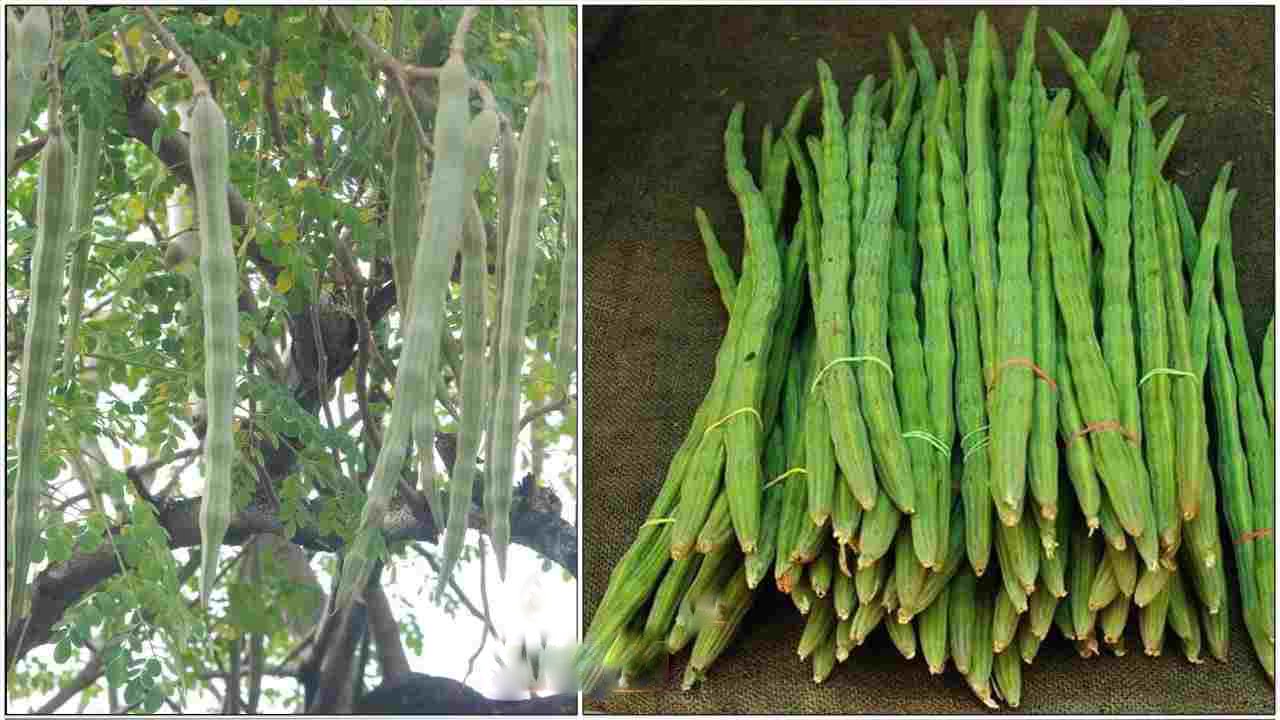 முருங்கைக்காய் சாப்பிடுவதால் இவ்வளவு பக்கவிளைவுகள் ஏற்படுகிறதா? யாரெல்லாம் சாப்பிட கூடாது தெரியுமா? முருங்கைக்காய் சாப்பிடுவதால் இவ்வளவு பக்கவிளைவுகள் ஏற்படுகிறதா? யாரெல்லாம் சாப்பிட கூடாது தெரியுமா?