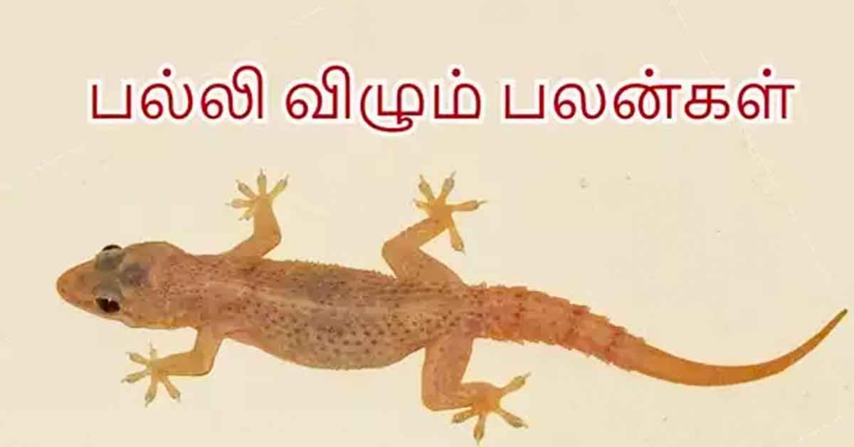 Palli Vilum Palan பல்லி விழும் பலன்கள், நம் உடலில் எங்கு விழுந்தால் என்ன பலன் தெரியுமா? 2021 details Palli Vilum Palan பல்லி விழும் பலன்கள், நம் உடலில் எங்கு விழுந்தால் என்ன பலன் தெரியுமா?