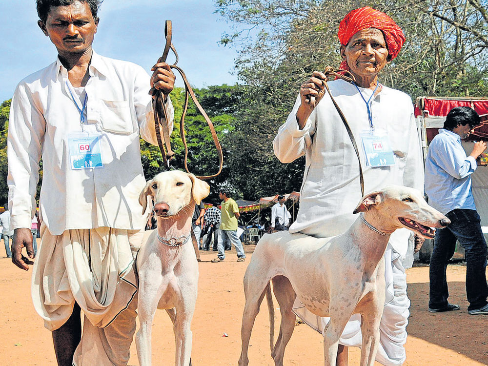 The Mudhol Hound, also known variously as the Maratha Hound, the Pashmi Hound, the Kathewar Dog and the Caravan Hound, is a breed of sighthound from India.