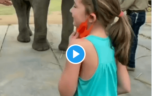சிறுமியின் நடனத்தை கண்டு உற்சாகம் நடனம் போட்ட யானை – வைரல் வீடியோ! dance-too-a-surprising-elephant-viral