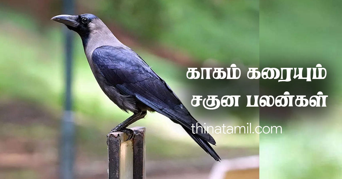 எந்தத் திசையில் காகம் கத்தினால் என்ன பலன் ஏற்படும்? – பட்சி சாஸ்திரம் காகம் கரையும் சகுன பலன்கள்…