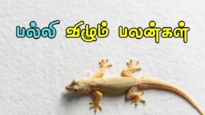 பல்லி நம் உடலில் எங்கு விழுந்தால் என்ன பலன் தெரியுமா? பல்லி நம் உடலில் எங்கு விழுந்தால் என்ன பலன் தெரியுமா?