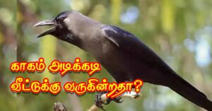 காகம் அடிக்கடி வீட்டுக்கு வருகின்றதா? அப்படியென்றால் என்ன அர்த்தம் தெரியுமா? காகம் அடிக்கடி வீட்டுக்கு வருகின்றதா? அப்படியென்றால் என்ன அர்த்தம் தெரியுமா?